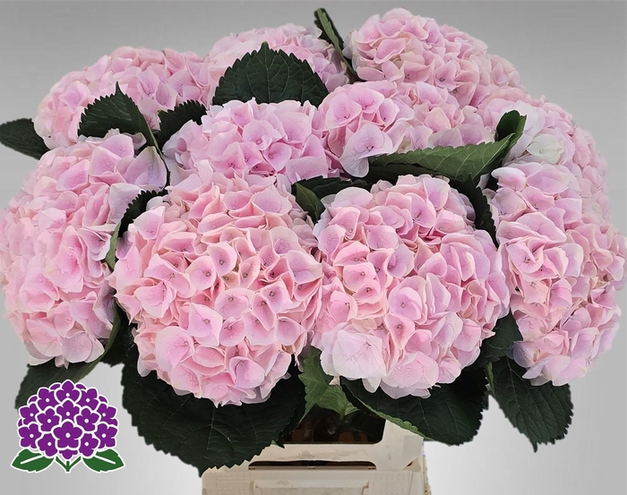 <h4>HYDR M MY PINKTOU RZ</h4>