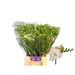 FREESIA DU STARLIGHT FR DU STARLIGH