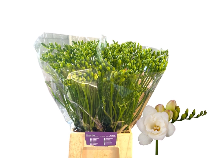 FREESIA DU STARLIGHT FR DU STARLIGH