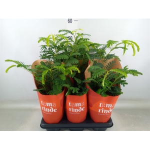 Tamarindus indica
