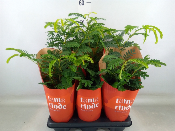 <h4>Tamarindus indica</h4>