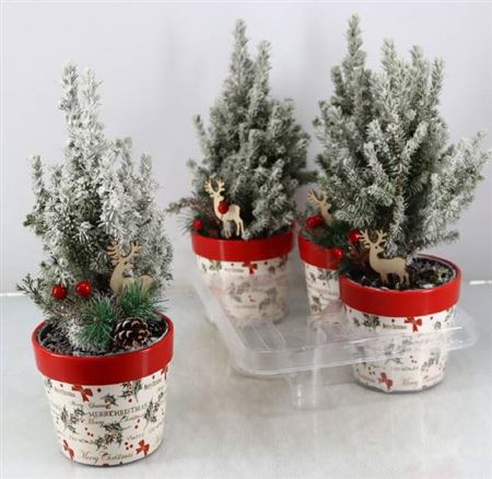 <h4>Picea Gl Perfecta</h4>