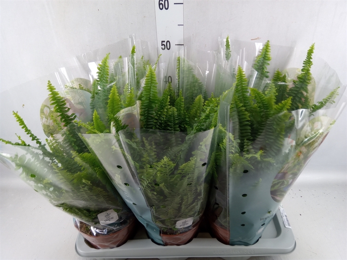 <h4>Nephrolepis exal. 'Green Lady'</h4>