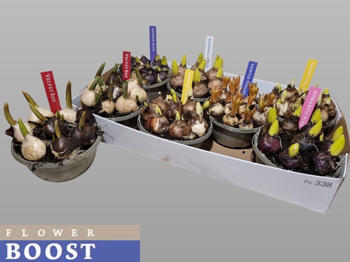 <h4>BOLBLOEMEN GEM</h4>