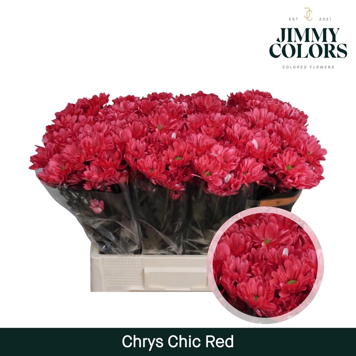 <h4>Chrys tros Chic Red</h4>