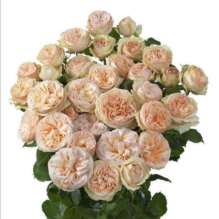 <h4>ROSA TR 'GENTLE TRENDSETTER'</h4>