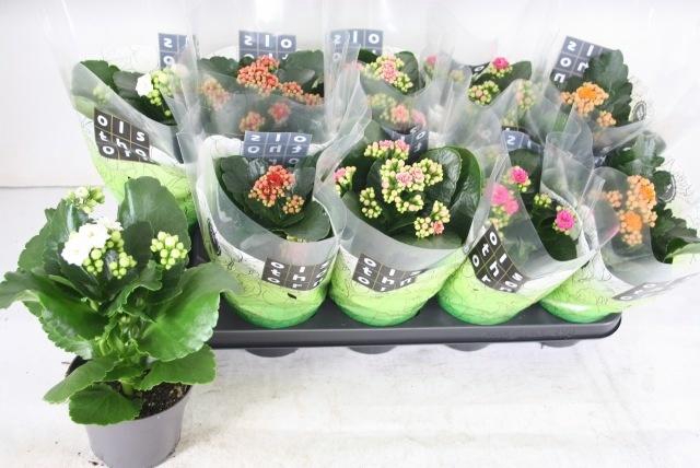 <h4>KAL GE GEM 5 KL</h4>