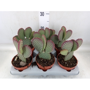 Opuntia microdasys