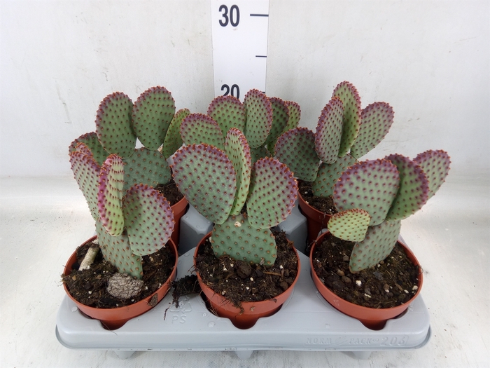 <h4>Opuntia microdasys</h4>