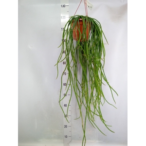 Rhipsalis   ...