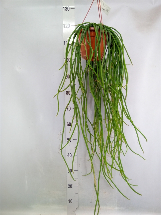 <h4>Rhipsalis   ...</h4>