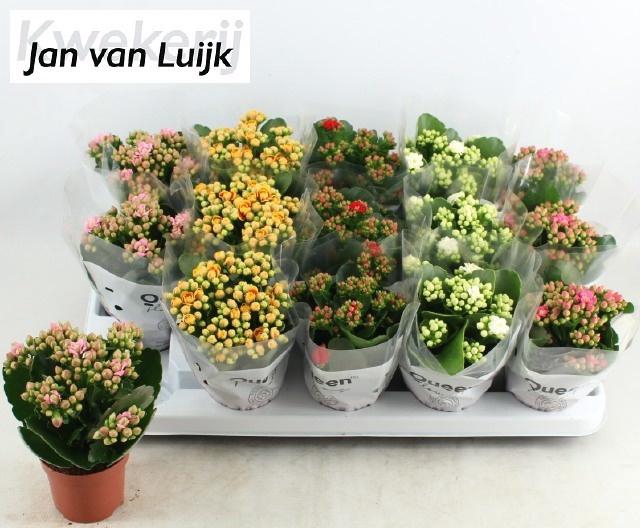 <h4>KAL GE GEM 5 KL</h4>