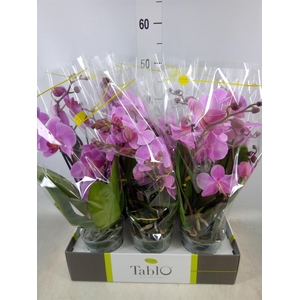 Phalaenopsis   ...rose