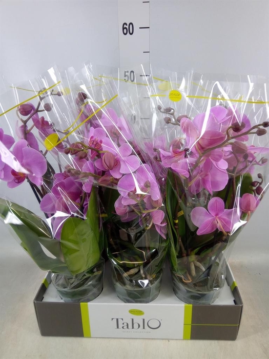 <h4>Phalaenopsis ...rose</h4>