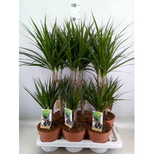 Dracaena marg.