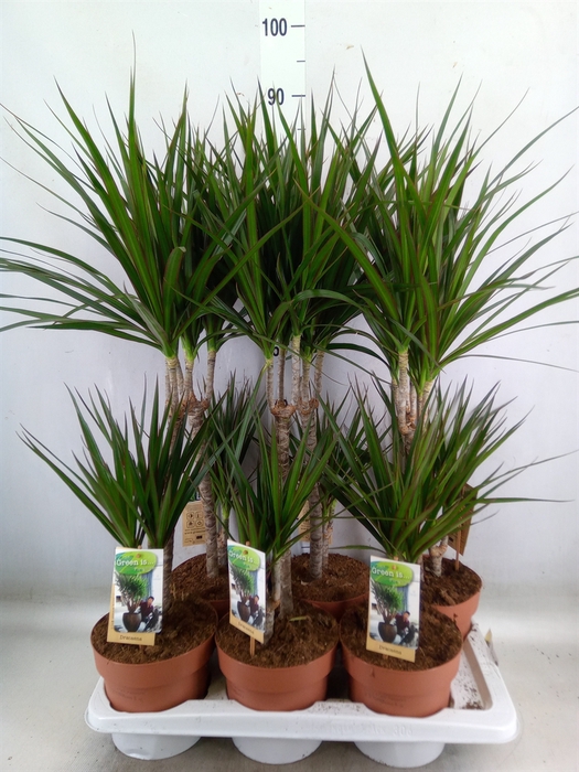 <h4>Dracaena marg.</h4>