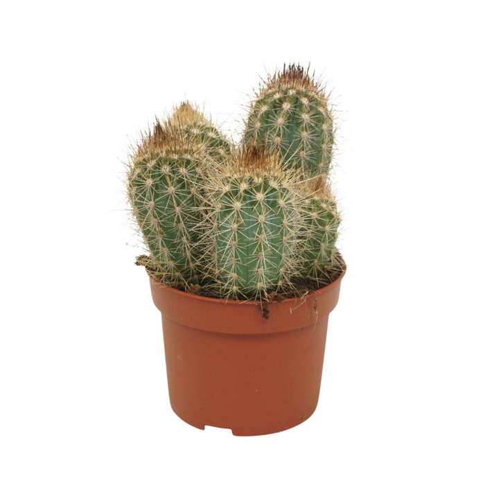 <h4>Cactus</h4>