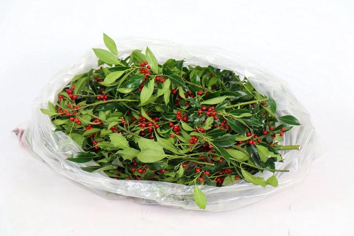 <h4>Hulst Red  Berries in Bag  3 Kg</h4>