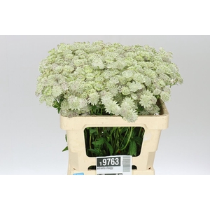 Astrantia Shaggy