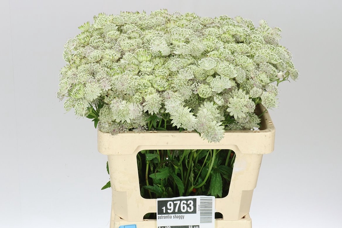 <h4>Astrantia Shaggy</h4>