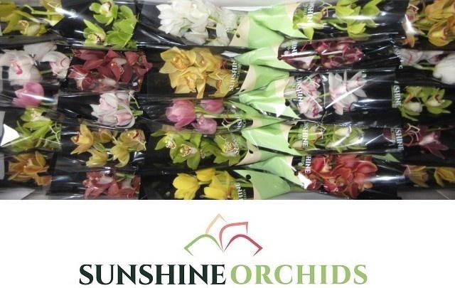 <h4>CYMB MI GEM</h4>