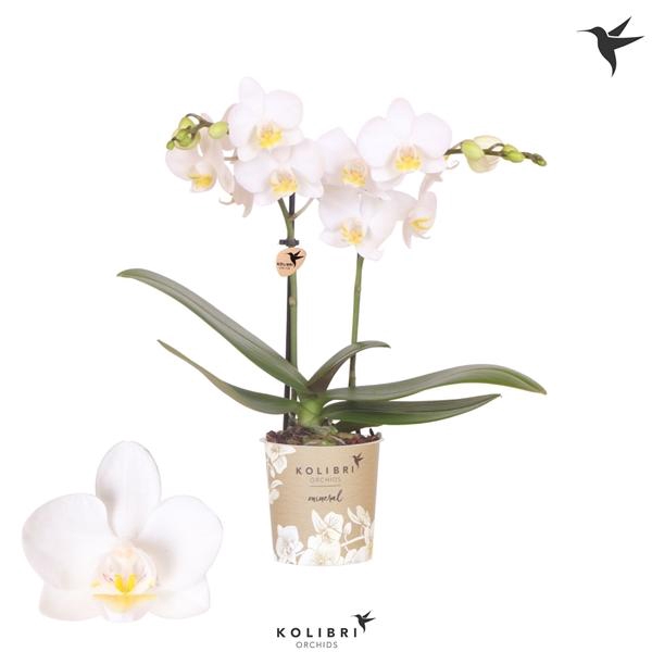 <h4>Phalaenopsis Florion</h4>