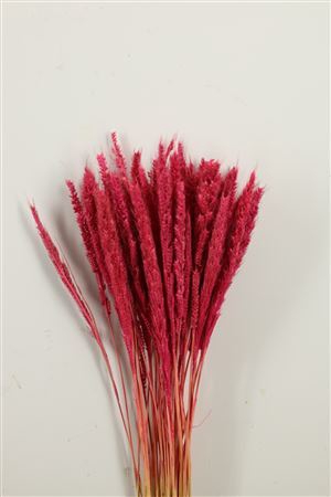 Dried Pinion Grass Pink Bunch