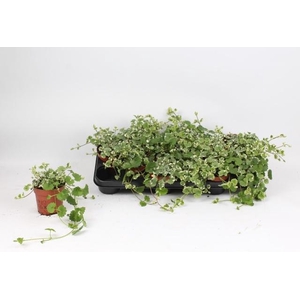 GLEC HE VARIEGATA