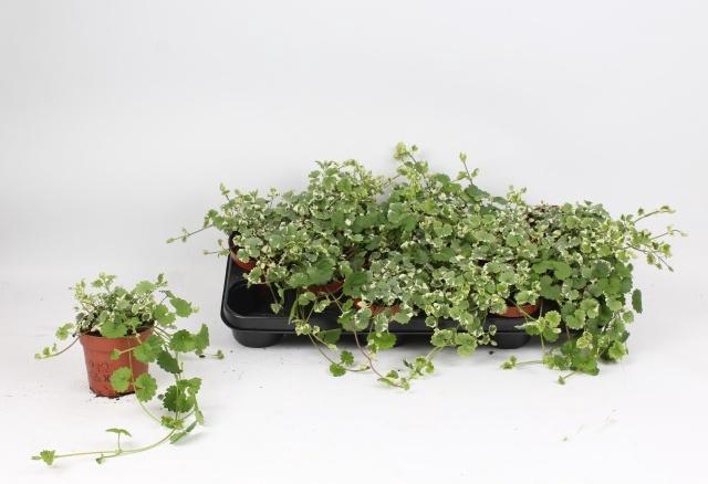 <h4>GLEC HE VARIEGATA</h4>