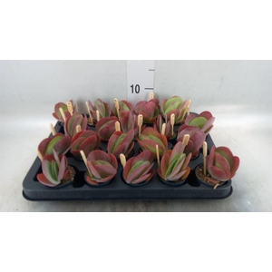 Kalanchoe NF thyrsiflora