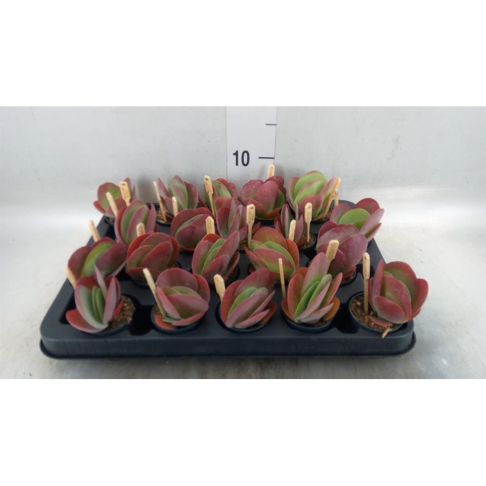 <h4>Kalanchoe NF thyrsiflora</h4>