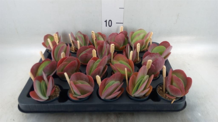 Kalanchoe NF thyrsiflora