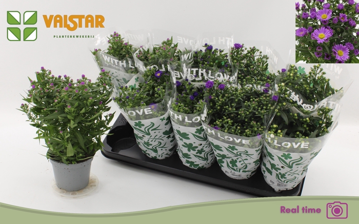 <h4>ASTE STARL GEM</h4>