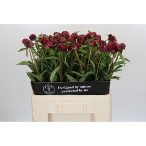 Paeonia Paul M. Wild