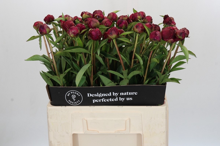 <h4>Paeonia Paul M. Wild</h4>