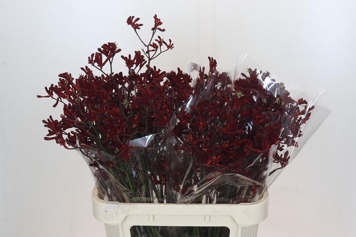 <h4>ANIGOZ BUSH RUBY</h4>