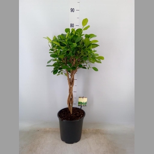Ficus microcarpa 'Moclame'