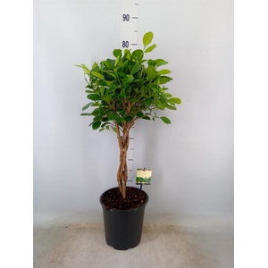 Ficus microcarpa 'Moclame'