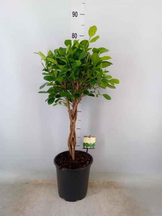 <h4>Ficus microcarpa 'Moclame'</h4>