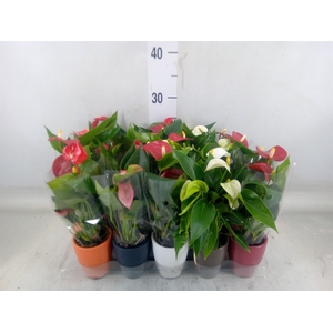 Anthurium   ...mix 4