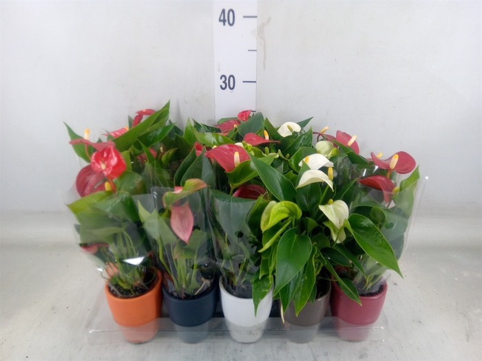 <h4>Anthurium   ...mix 4</h4>