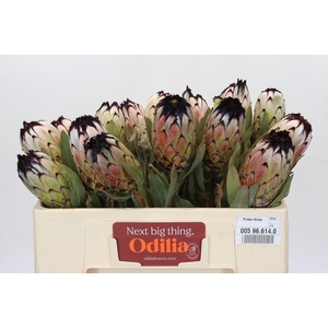 Protea Niobe