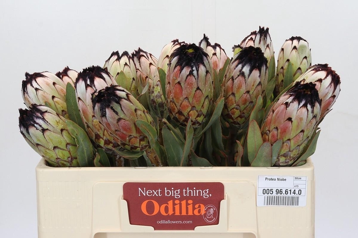 <h4>Protea Niobe</h4>