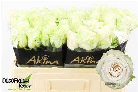 <h4>R Gr Adalonia</h4>