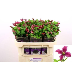Clematis Amazing Kyiv Marginpar