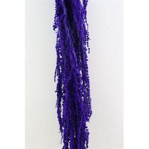 Pres Amaranthus Caud Light Purple Bunch
