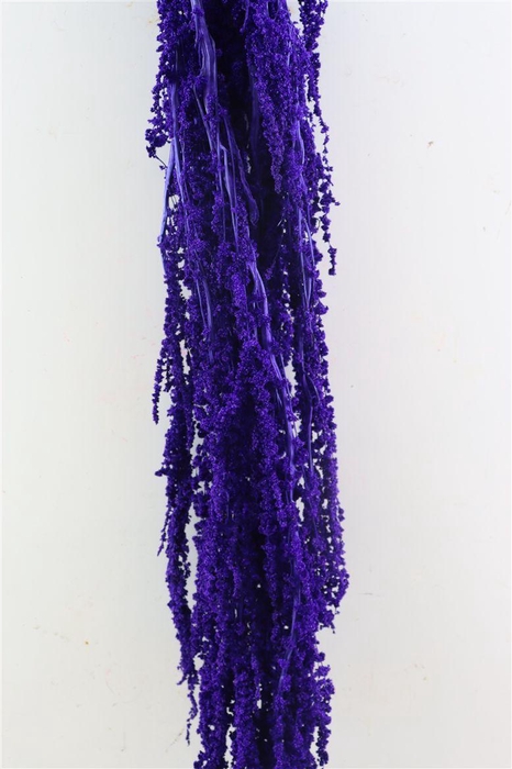 <h4>Pres Amaranthus Caud Light Purple Bunch</h4>