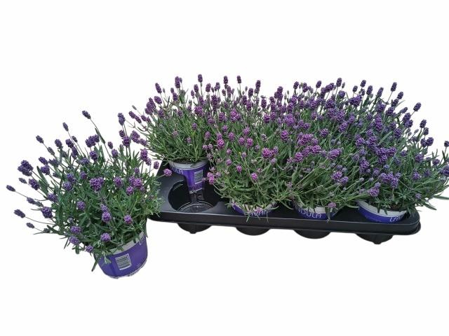 <h4>LAVAN ANGUSTIFOLIA</h4>