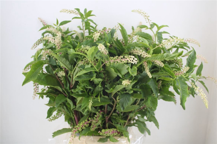 <h4>Carbouzijn Berry P Bunch</h4>