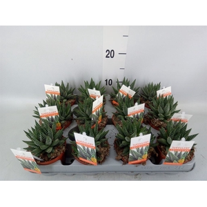 Haworthia   ...